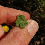 Potentilla canadensis Blad