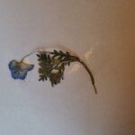 Nemophila menziesii Hoja