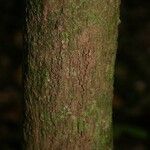 Cordia sprucei Bark