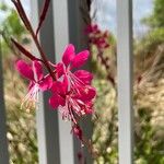 Gaura lindheimeriFloare