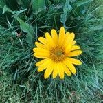 Wyethia angustifolia Flower