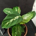 Goeppertia undulata 葉