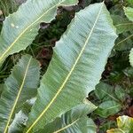 Banksia robur पत्ता