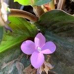 Kaempferia galanga Flor
