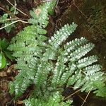 Triplophyllum pilosissimum Deilen