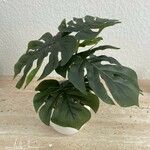 Monstera deliciosa Цвят