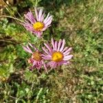 Aster alpinusBlomma