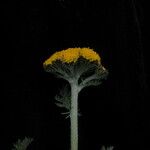 Hippolytia dolichophylla Flor