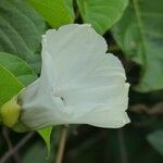 Decalobanthus peltatus Flower