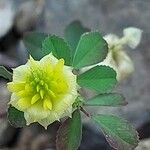 Trifolium campestre Blatt