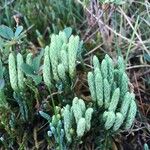 Diphasiastrum alpinum Likasa