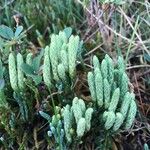 Lycopodium alpinum Leaf