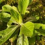 Erigeron pulchellus Leaf