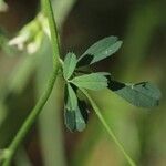 Medicago falcata ᱪᱷᱟᱹᱞᱤ