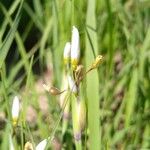 Sisyrinchium albidum Λουλούδι