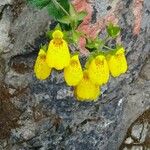 Calceolaria crenatiflora Цветок
