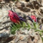 Echium creticum Floro