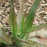 Aloe lateritia Хабит