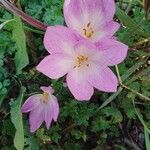 Colchicum lusitanum 花