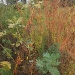 Indigofera arrecta Leaf