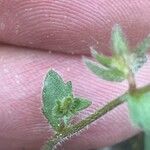 Campanula erinus Leaf