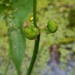 Sagittaria latifolia Плод