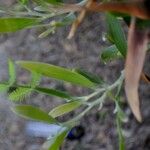 Acacia melanoxylon Leaf