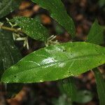 Cestrum schlechtendalii 葉