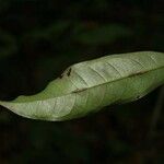 Eschweilera parviflora Leaf