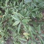 Daphne acutiloba Blatt