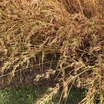 Themeda quadrivalvis Costuma