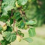 Nothofagus alpina ശീലം