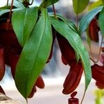 Nepenthes spp. Leaf