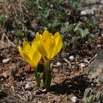 Sternbergia sicula आदत