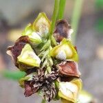 Fagopyrum esculentum Fruit