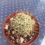 Mammillaria decipiens Foglia