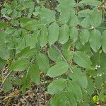 Fraxinus ornusLeaf