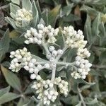 Helichrysum melaleucum Blüte