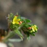 Neatostema apulum Flower