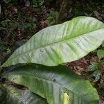 Potalia amara Hoja
