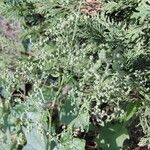 Chenopodiastrum hybridum 花