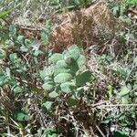 Mentha × villosa Hoja