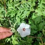 Merremia dissecta Flower