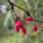 Berberis vulgarisVaisius