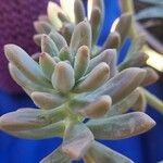 Sedum pachyphyllum List