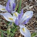 Iris missouriensis 花