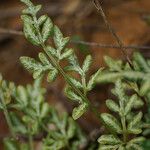 Pteris ensiformis Листок