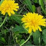 Scorzoneroides autumnalis Flower