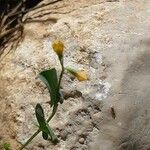 Coronilla scorpioides Flower