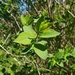 Lonicera tatarica Levél